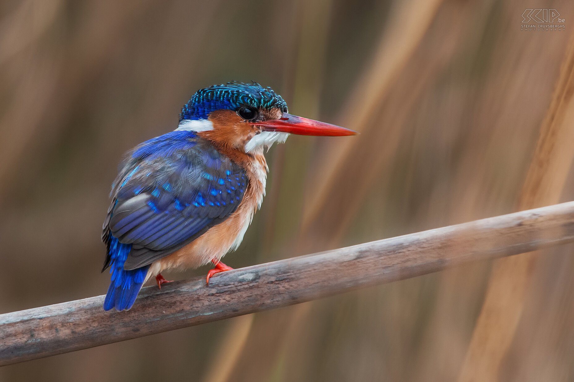 Lake Naivasha - Kleine gekuifde ijsvogel De kleine gekuifde ijsvogel (Malachite kingfisher, Corythornis cristata) is een kleine ijsvogel met oranje en blauwe kleuren die erg lijkt op de ijsvogel die in onze streken voorkomt. Stefan Cruysberghs